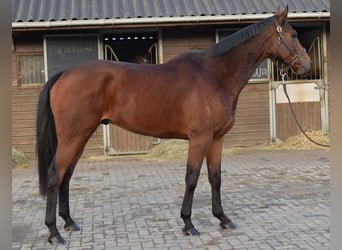 Purosangue inglese, Castrone, 6 Anni, 167 cm, Baio