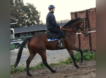 Purosangue inglese, Castrone, 6 Anni, 167 cm, Baio