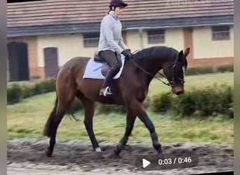 Purosangue inglese, Castrone, 6 Anni, 173 cm, Baio