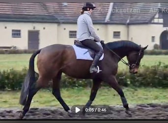 Purosangue inglese, Castrone, 6 Anni, 173 cm, Baio