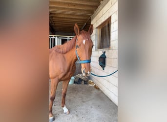 Purosangue inglese, Castrone, 6 Anni, 187 cm, Sauro