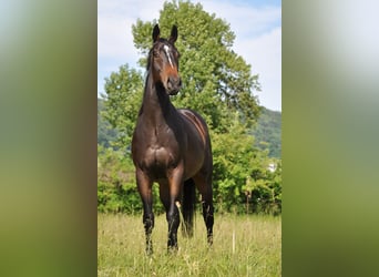 Purosangue inglese, Castrone, 7 Anni, 159 cm, Baio scuro