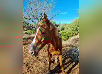 Purosangue inglese, Castrone, 7 Anni, 160 cm, Champagne