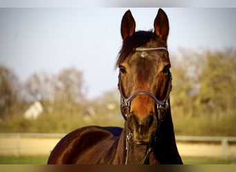 Purosangue inglese, Castrone, 7 Anni, 162 cm, Baio