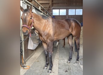 Purosangue inglese, Castrone, 7 Anni, 163 cm, Baio