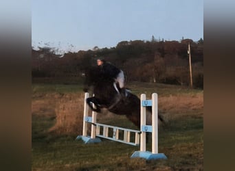 Purosangue inglese, Castrone, 7 Anni, 165 cm, Baio ciliegia