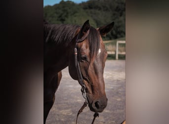 Purosangue inglese, Castrone, 7 Anni, 165 cm, Baio ciliegia