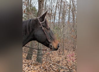 Purosangue inglese, Castrone, 7 Anni, 165 cm, Baio ciliegia