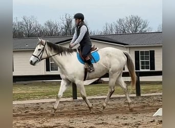 Purosangue inglese, Castrone, 7 Anni, 168 cm, Grigio