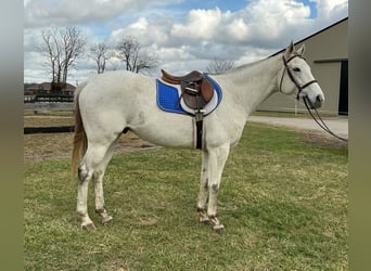 Purosangue inglese, Castrone, 7 Anni, 168 cm, Grigio