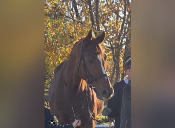 Purosangue inglese, Castrone, 7 Anni, 171 cm, Sauro