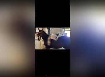 Purosangue inglese, Castrone, 7 Anni, Baio scuro
