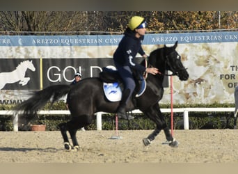 Purosangue inglese, Castrone, 8 Anni, 148 cm, Baio scuro