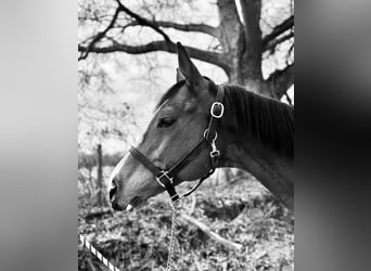 Purosangue inglese, Castrone, 8 Anni, 152 cm, Baio ciliegia
