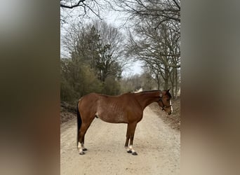 Purosangue inglese, Castrone, 8 Anni, 152 cm, Baio ciliegia