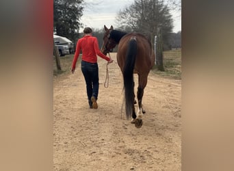 Purosangue inglese, Castrone, 8 Anni, 152 cm, Baio ciliegia