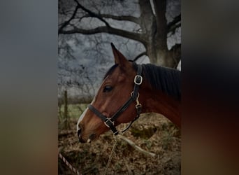 Purosangue inglese, Castrone, 8 Anni, 152 cm, Baio ciliegia
