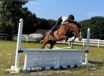 Purosangue inglese, Castrone, 8 Anni, 152 cm, Baio roano