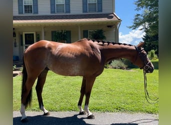 Purosangue inglese, Castrone, 8 Anni, 152 cm, Baio roano