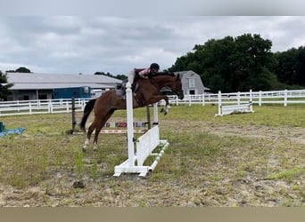 Purosangue inglese, Castrone, 8 Anni, 152 cm, Baio roano