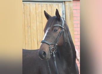 Purosangue inglese, Castrone, 8 Anni, 156 cm, Baio nero