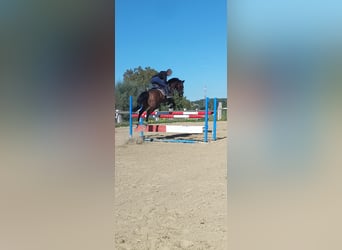 Purosangue inglese, Castrone, 8 Anni, 163 cm, Baio