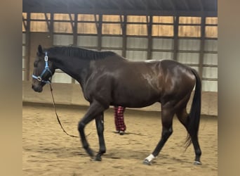 Purosangue inglese, Castrone, 8 Anni, 163 cm, Baio