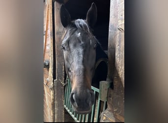 Purosangue inglese, Castrone, 8 Anni, 163 cm, Baio