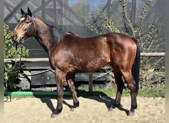 Purosangue inglese, Castrone, 8 Anni, 163 cm, Baio