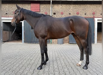 Purosangue inglese, Castrone, 8 Anni, 165 cm, Baio