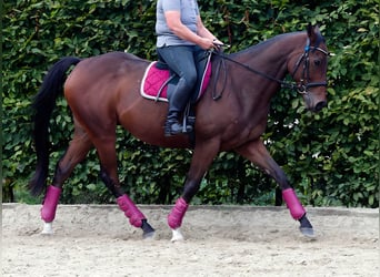 Purosangue inglese, Castrone, 8 Anni, 165 cm, Baio