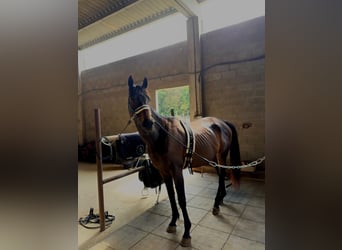 Purosangue inglese, Castrone, 8 Anni, 165 cm, Morello
