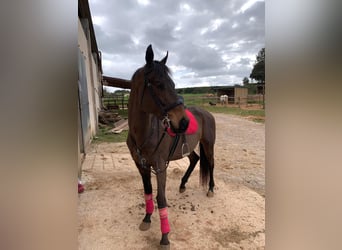 Purosangue inglese, Castrone, 8 Anni, 165 cm, Morello