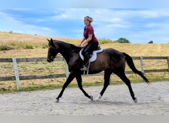 Purosangue inglese, Castrone, 8 Anni, 165 cm