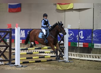 Purosangue inglese, Castrone, 9 Anni, 159 cm, Baio