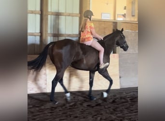 Purosangue inglese, Castrone, 9 Anni, 163 cm, Baio