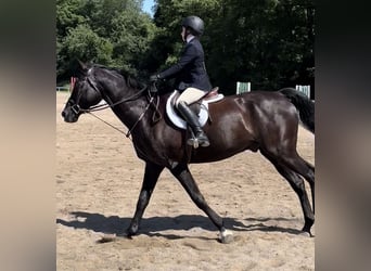 Purosangue inglese, Castrone, 9 Anni, 163 cm, Baio