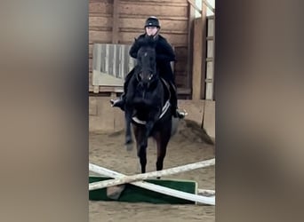 Purosangue inglese, Castrone, 9 Anni, 163 cm, Baio