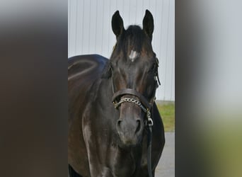 Purosangue inglese, Castrone, 9 Anni, 163 cm, Baio scuro