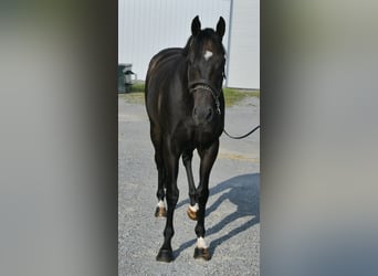 Purosangue inglese, Castrone, 9 Anni, 163 cm, Baio scuro