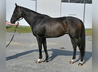 Purosangue inglese, Castrone, 9 Anni, 163 cm, Baio scuro