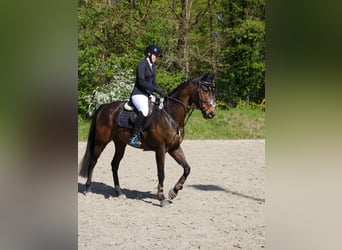 Purosangue inglese, Castrone, 9 Anni, 167 cm, Baio scuro