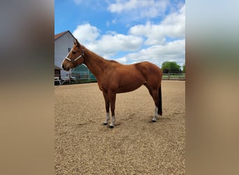 Purosangue inglese, Giumenta, 10 Anni, 160 cm, Sauro