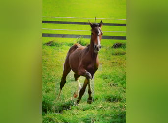 Purosangue inglese, Giumenta, 10 Anni, 160 cm, Sauro