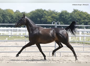 Purosangue inglese, Giumenta, 10 Anni, 164 cm, Morello