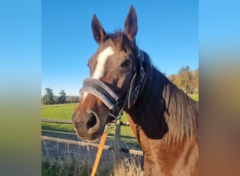 Purosangue inglese, Giumenta, 10 Anni, Baio