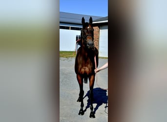 Purosangue inglese, Giumenta, 11 Anni, 152 cm, Baio ciliegia