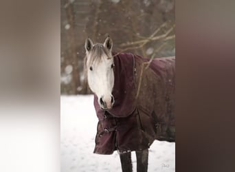 Purosangue inglese, Giumenta, 12 Anni, 158 cm, Grigio