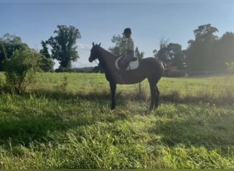 Purosangue inglese, Giumenta, 12 Anni, 163 cm, Baio ciliegia
