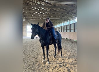 Purosangue inglese, Giumenta, 12 Anni, 163 cm, Baio scuro